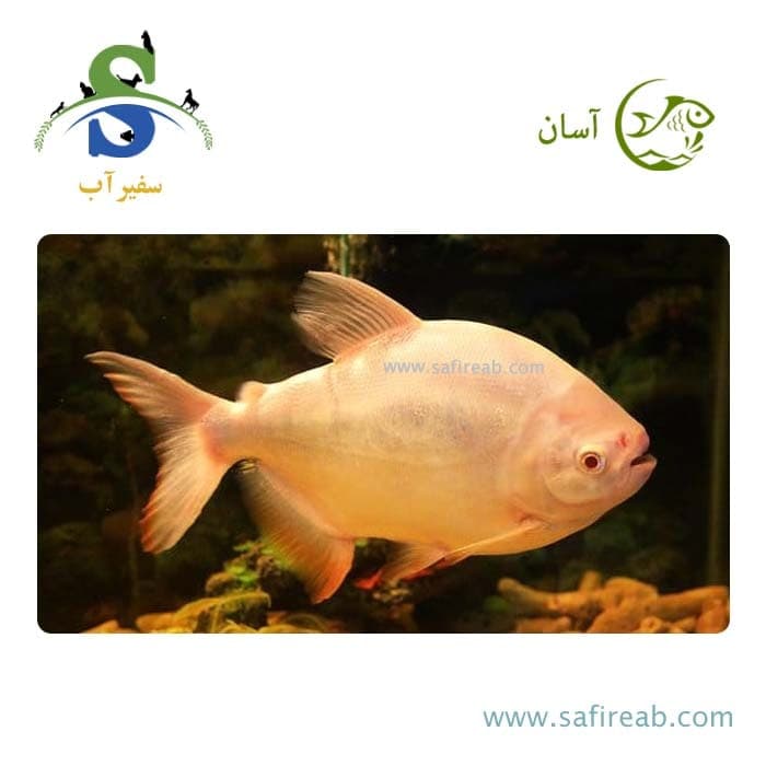 ماهی آلبینو رد پاکو