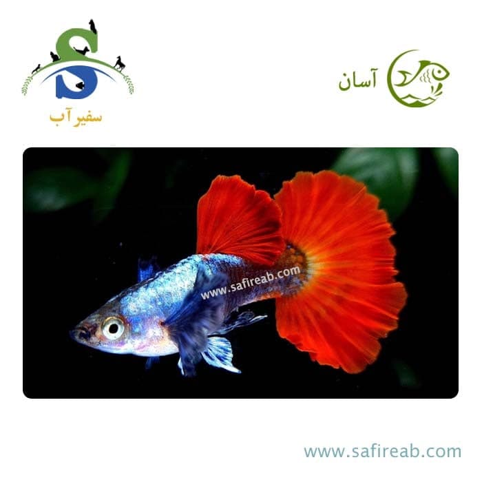 ماهی گوپی بیگ ایر دامبو رد تیل
