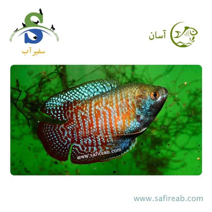ماهی گورامی دارف قرمز