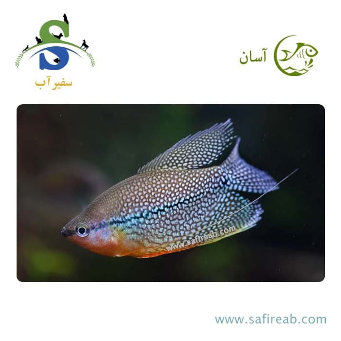 ماهی گورامی مرواریدی