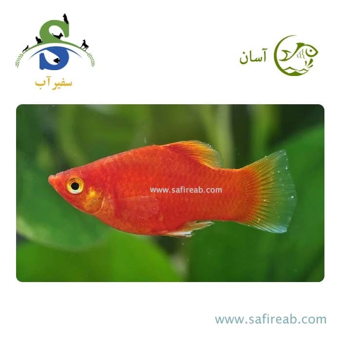 ماهی پلاتی خونی