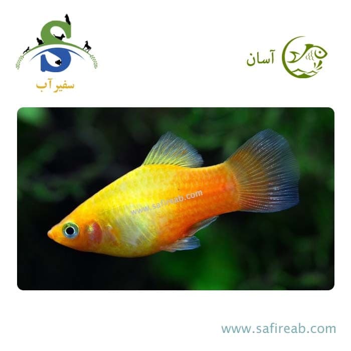 ماهی پلاتی سان ست