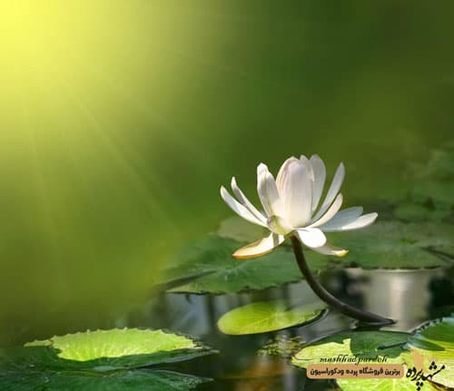 پرده لوردراپه تصویری طرح گل کد 1016