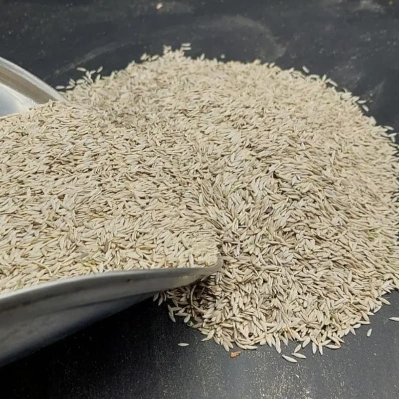 تخم (بذر) کاهو 90 گرم
