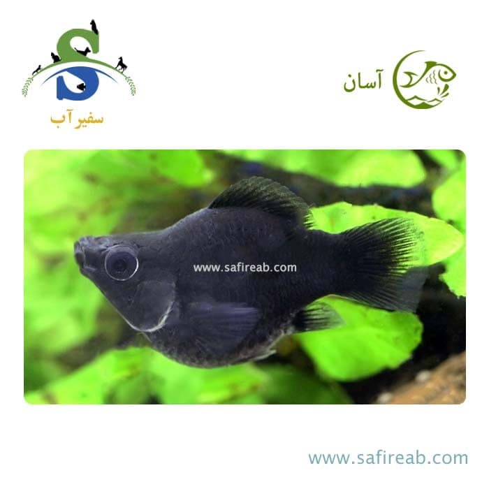 ماهی مولی بالن مشکی
