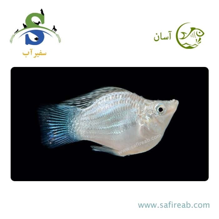 ماهی مولی بالن سفید