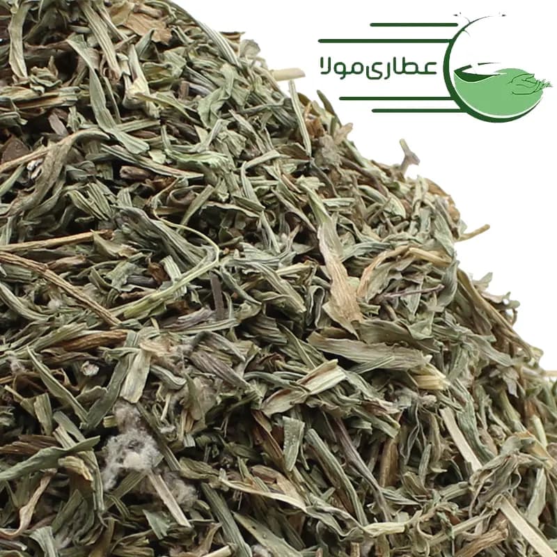 برگ شنگ