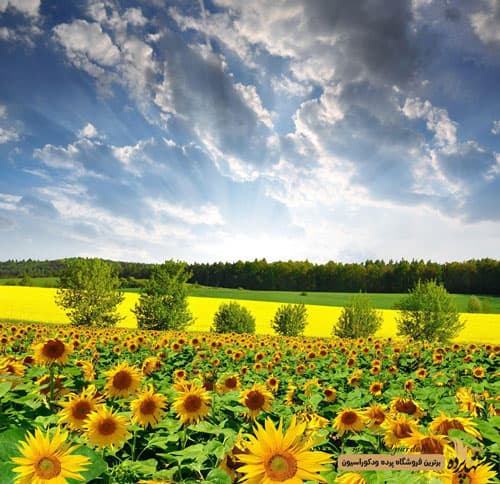 پرده شیدرول تصویری کد 1076