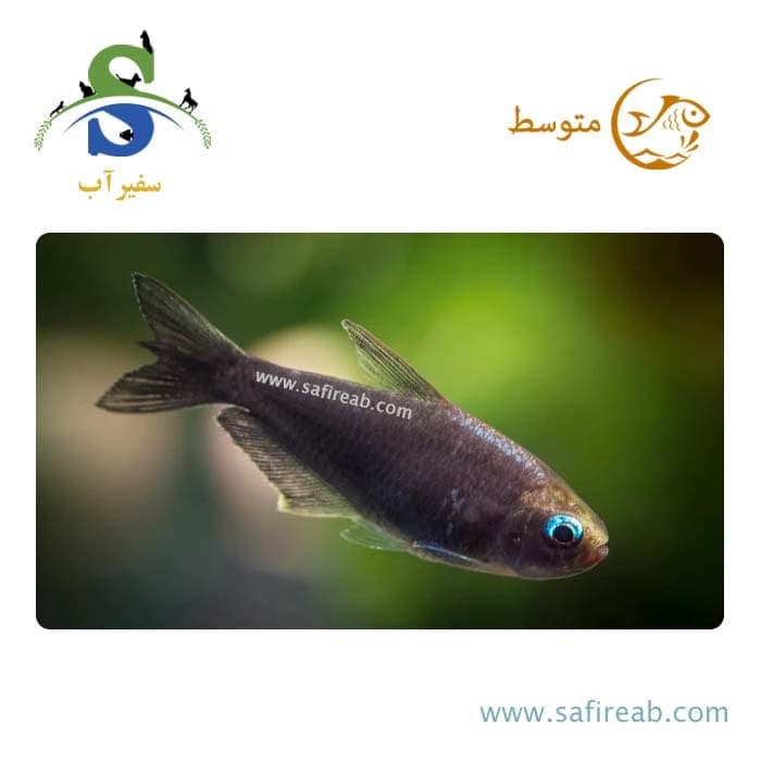 ماهی تترا امپراطور بلک پارمری