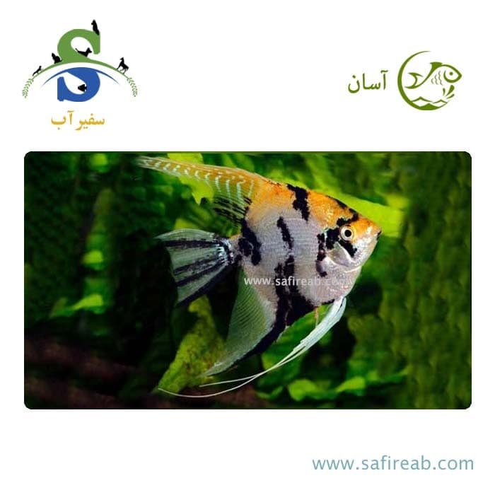 ماهی آنجل کوی ماربل