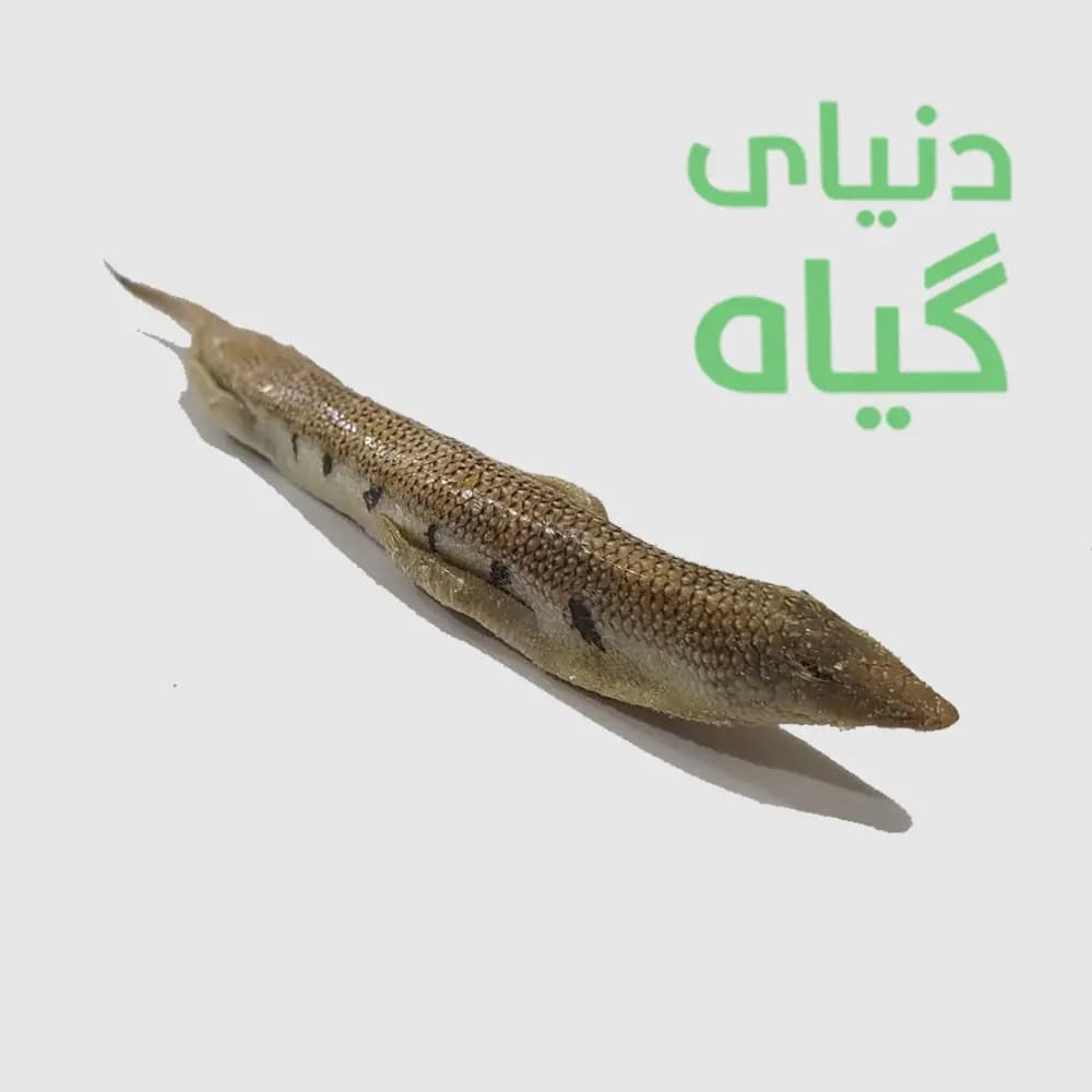 ماهی سمنقور (سقنقور)