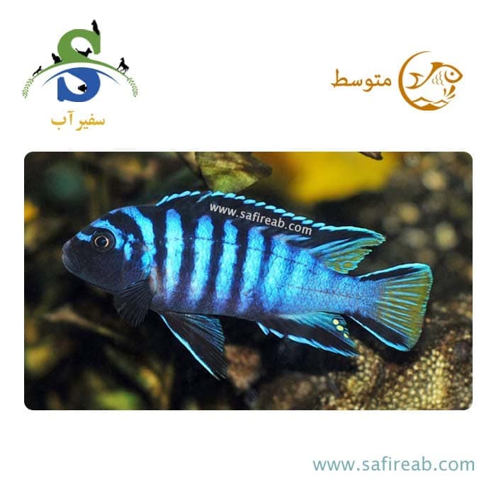 ماهی سیچلاید مالاوی