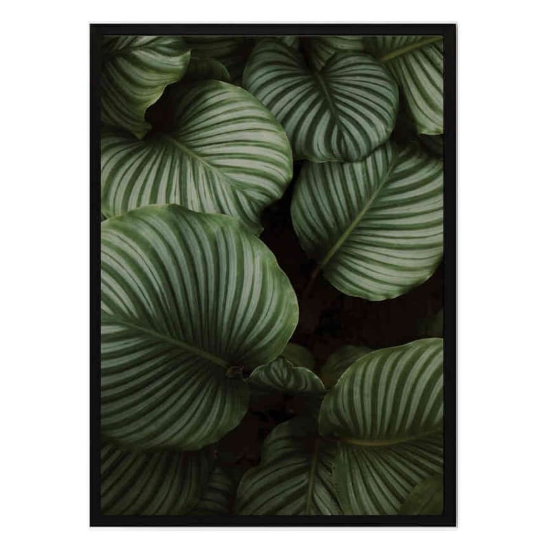 تابلو مدل Calathea leaves کد 2489011142