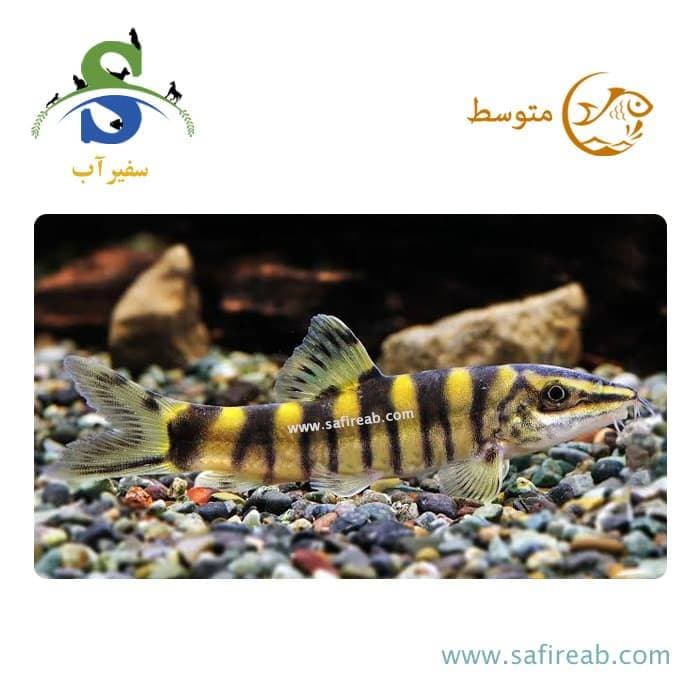 ماهی لوچ روبوستا