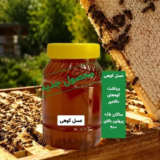 عسل کوهی برداشت کوه های دالامپر کیفیت ممتاز — تصویر ۴