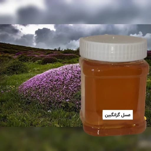 عسل گزانگبین ( نیم کیلویی) خرید مستقیم از زنبوردار — تصویر ۴