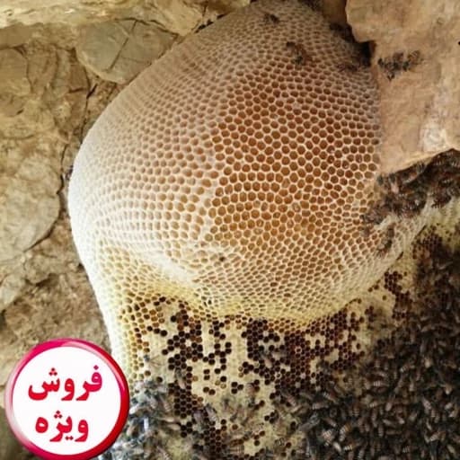 عسل طبیعی ممتاز کوهی