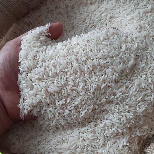 برنج طارم فریدون کنار 10 کیلویی (ارسال رایگان ) — تصویر ۲