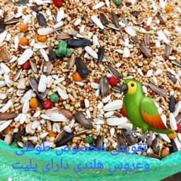 غذای عروس هلندی وطوطی سانان(یک کیلو گرمی ) — تصویر ۳