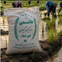 برنج طارم هاشمی درجه یک گیلان — تصویر ۳