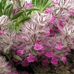 چای کوهی 30 گرمی — تصویر ۳