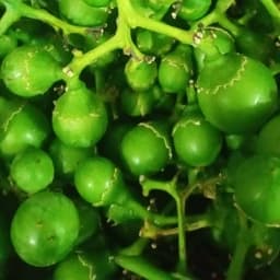 ترشی بمبرو 4 کیلویی — تصویر ۳