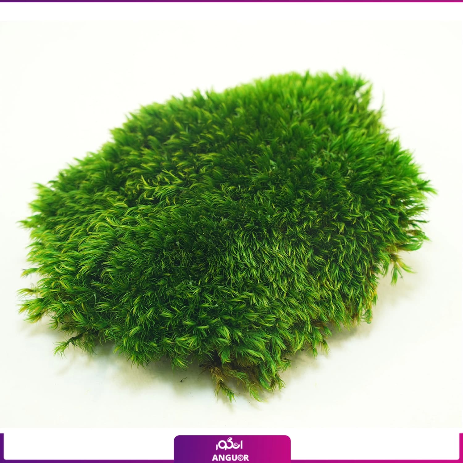 مود ماس تثبیت شده (1 متری)