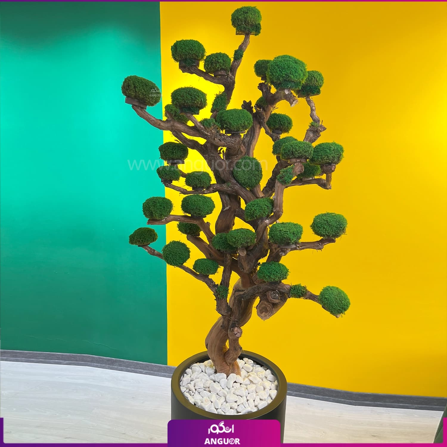 گلدان درخت جاودان (ویژه) — تصویر ۴