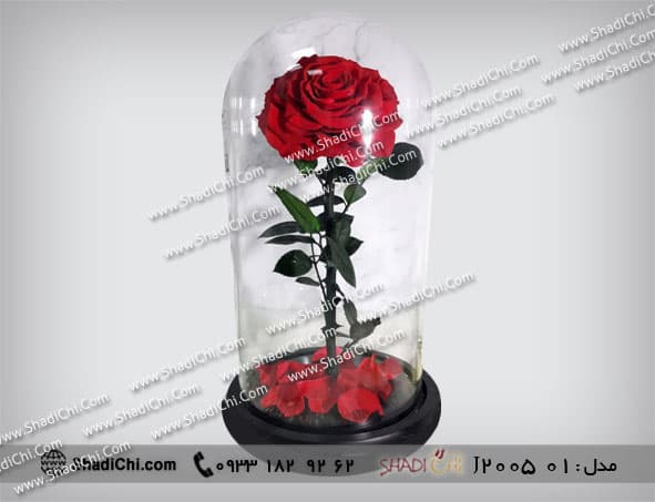 رز جاودان شاخه بلند