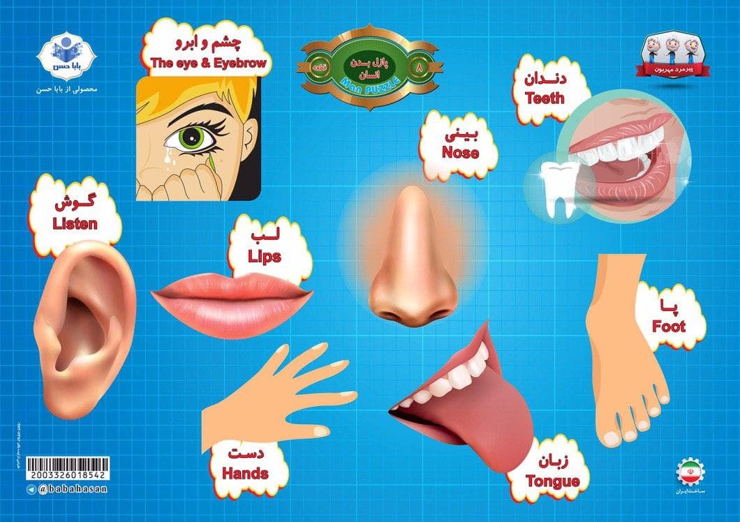 پازل چوبی یک تکه ( اعضای بدن انسان ) — تصویر ۳