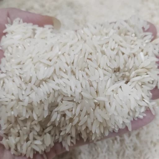 برنج طارم هاشمی کشت دوم — تصویر ۴