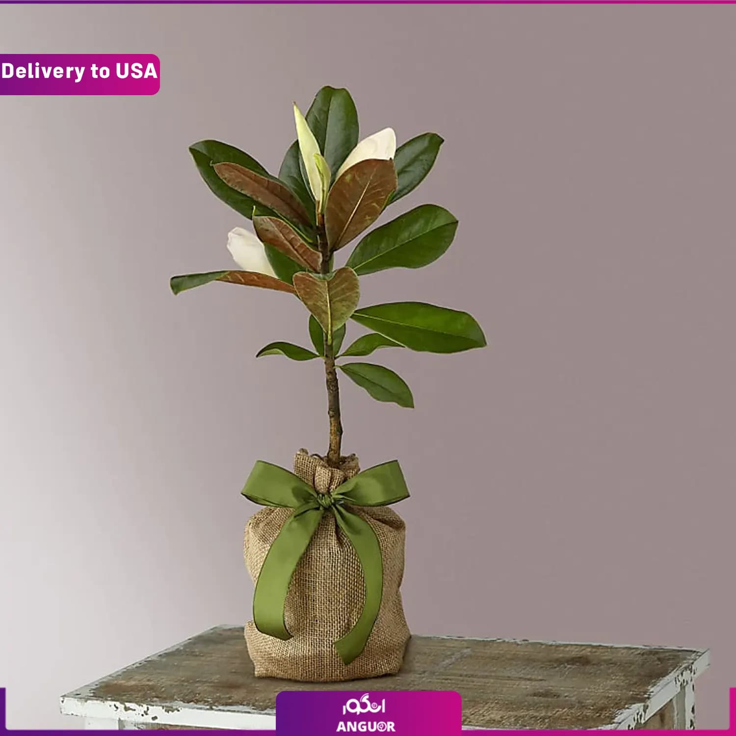 (Delivery to USA) Magnolia Tree — تصویر ۲