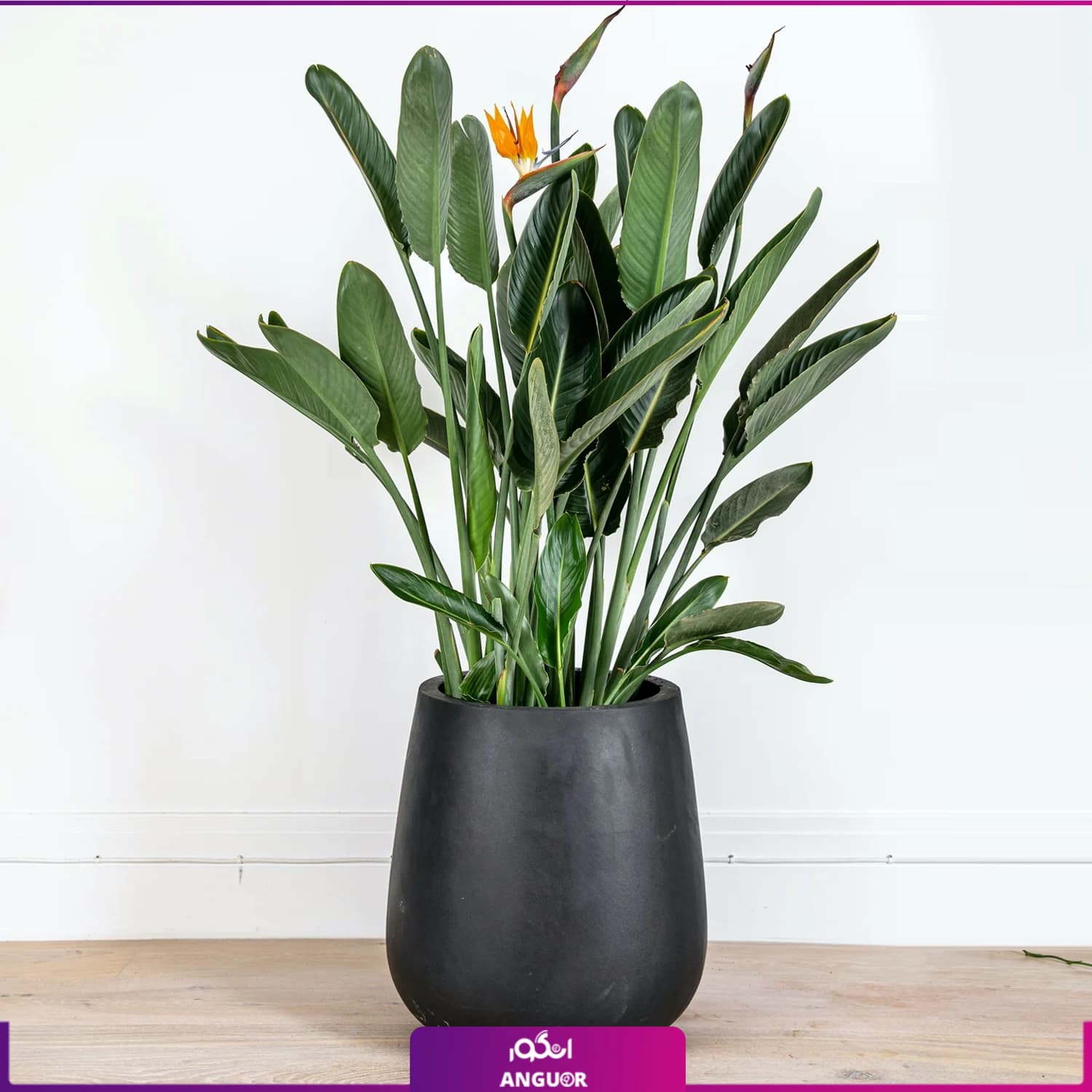 گلدان هدیه لوکس تخم مرغی گل استرلیتزیا (پرنده بهشتی) — تصویر ۲