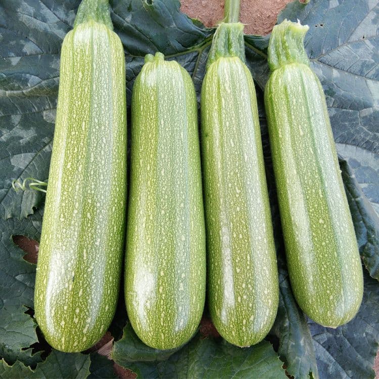 بذر کدو خورشتی — تصویر ۳
