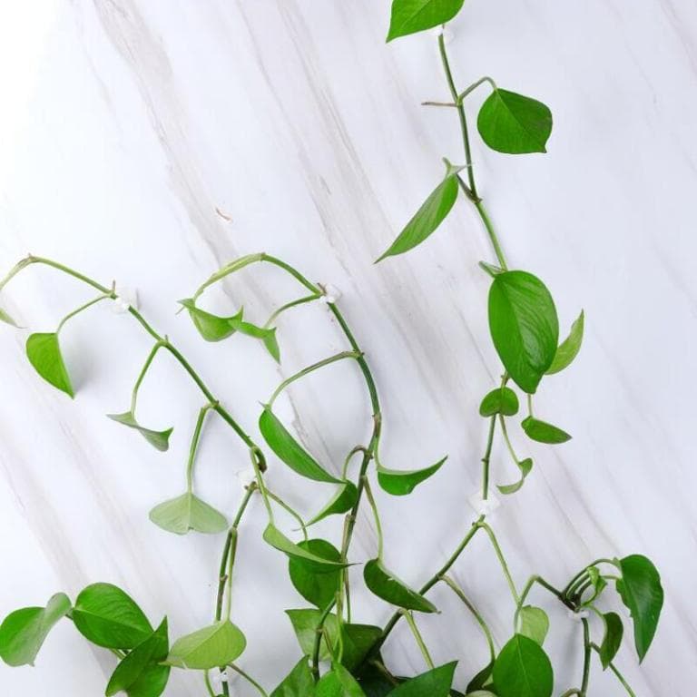 گیره نگهدارنده گیاهان رونده (گیره پتوس) — تصویر ۳