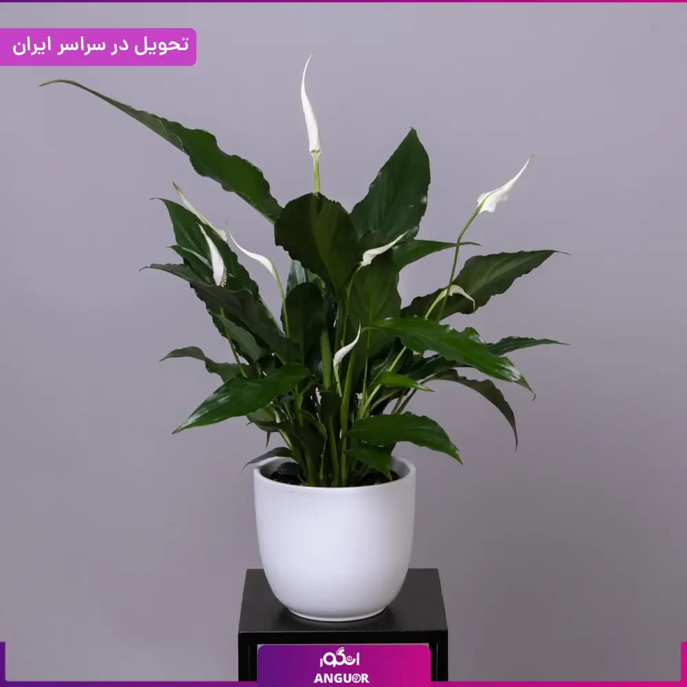 گلدان اسپاتی فیلوم