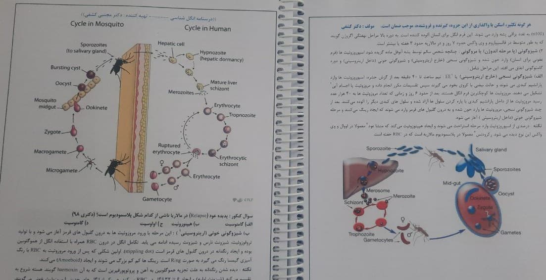 درسنامه اختصاصی تکمیلی دکترای علوم آزمایشگاهی درس انگل شناسی (ترجمه دکتر کشفی) — تصویر ۳