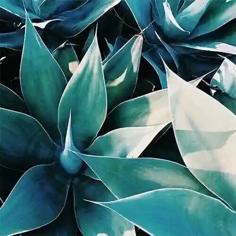 شامپو صاف کننده آگاوه Agave Smoothing Shampoo — تصویر ۹