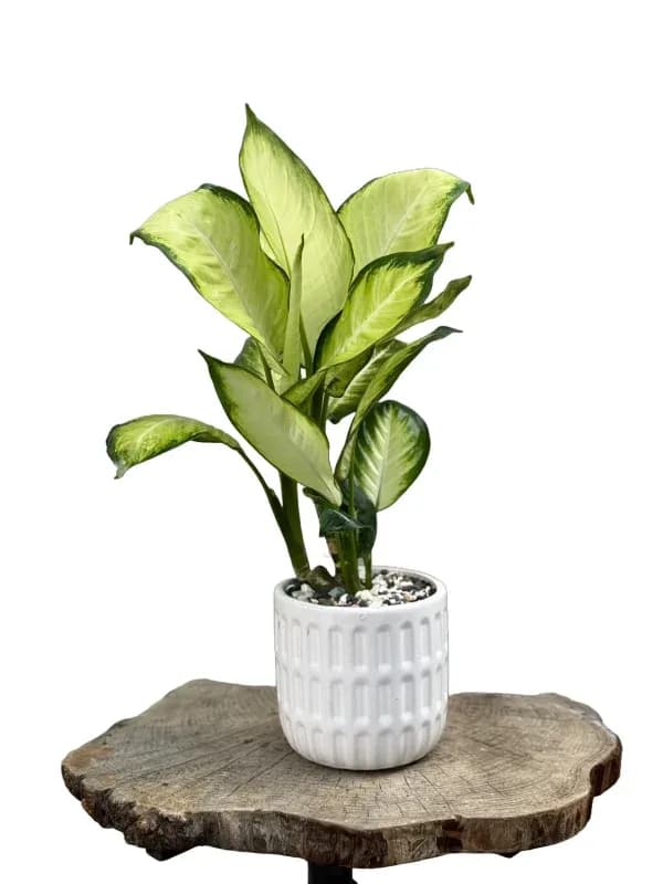 گیاه دیفن کامیا کد GY-1 – فروشگاه گل کارا | Kara Flower — تصویر ۳
