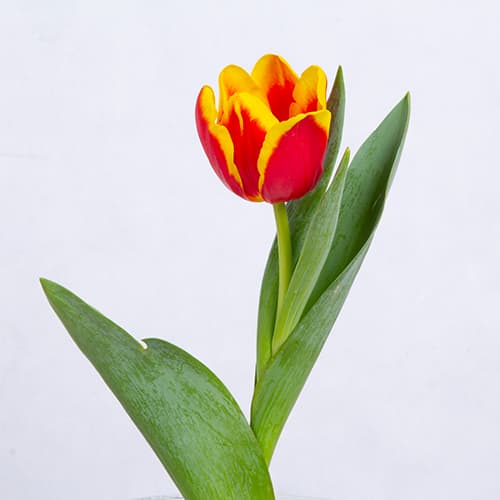 تک شاخه گل لاله هلویی