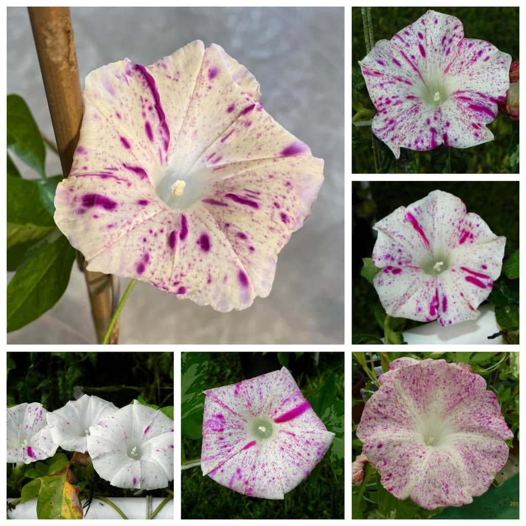 بذر پیچک اسپیدکلد قرمز red speckled ipomoea nil — تصویر ۷