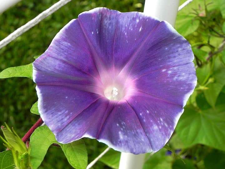 بذر پیچک بنفش اسکارپل purple sparkle ipomoea nil