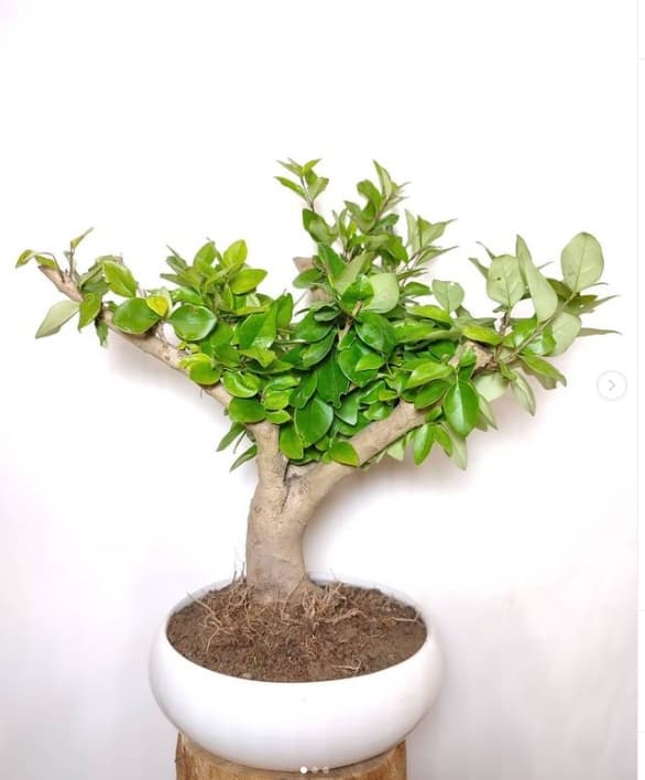 یاس هلندی ( درختچه زینتی ) — تصویر ۳