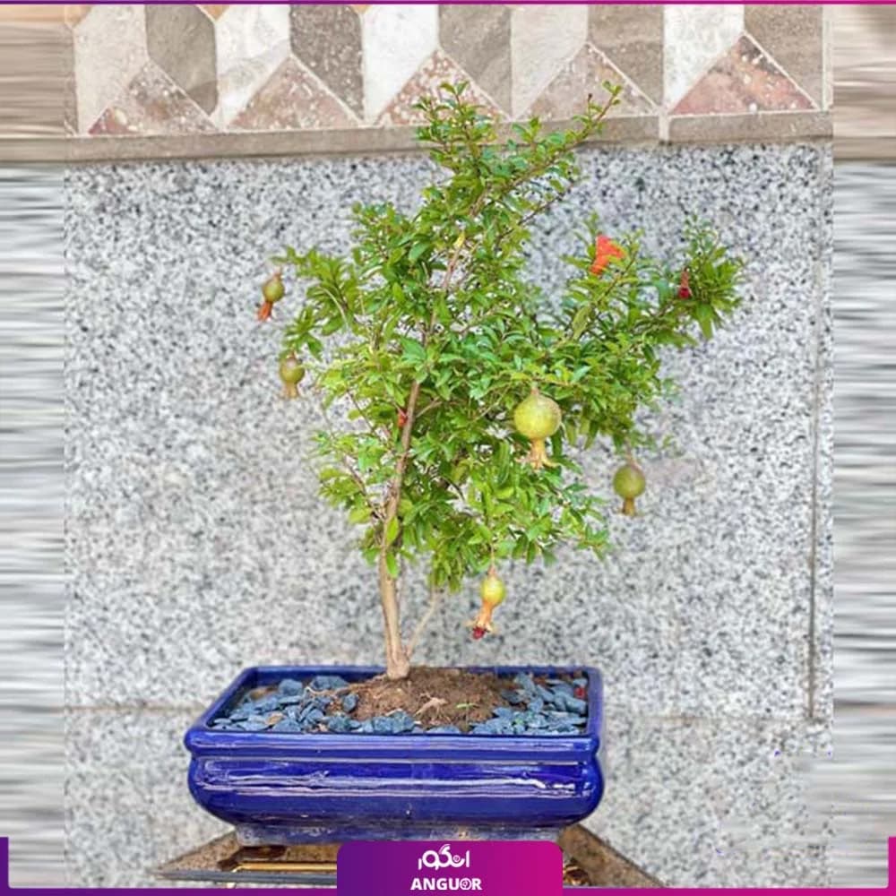 درختچه مینیاتوری انار — تصویر ۴