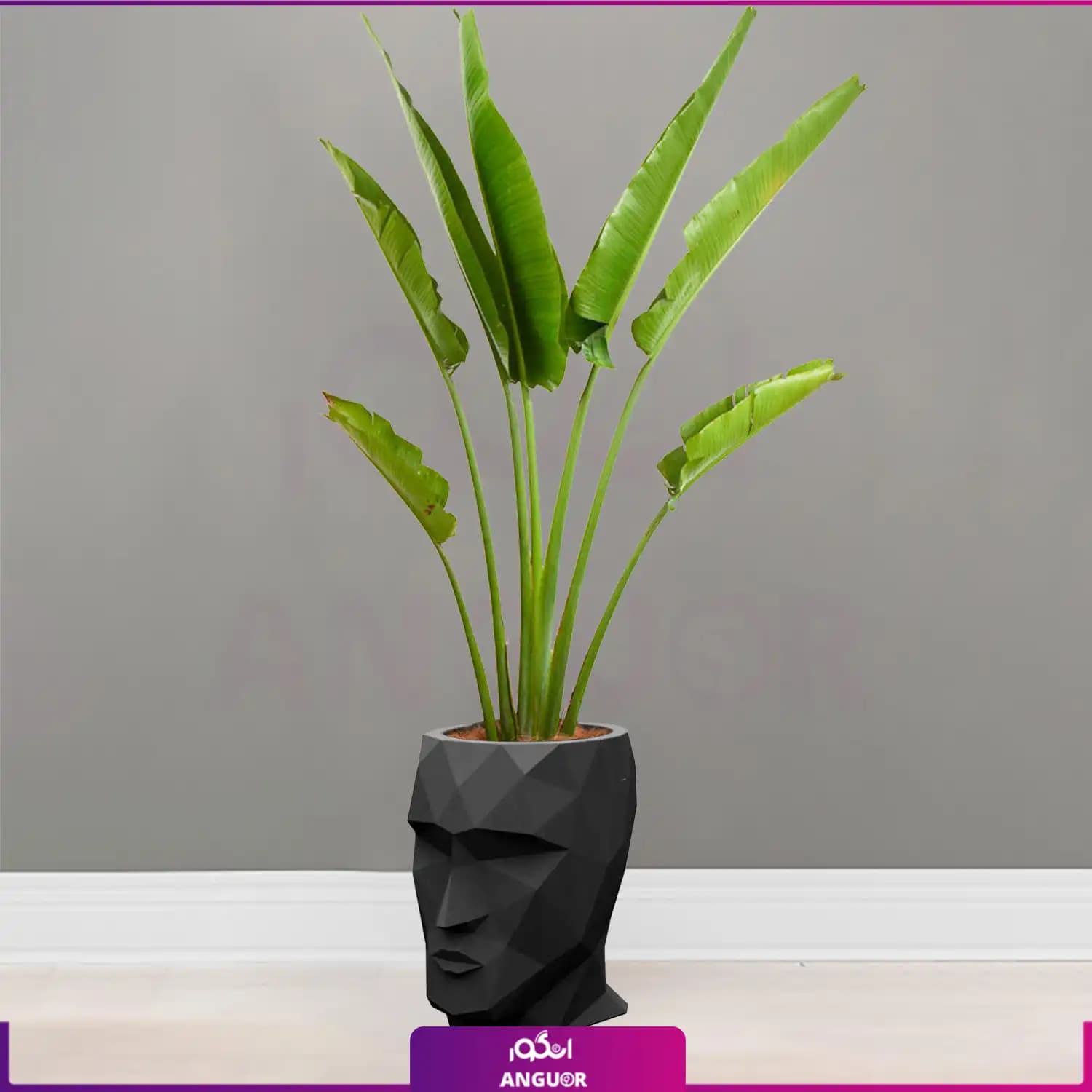 گلدان دکوراتیو طرح چهره manface همراه با نخل مسافر Travelers Palm سایز بزرگ — تصویر ۴