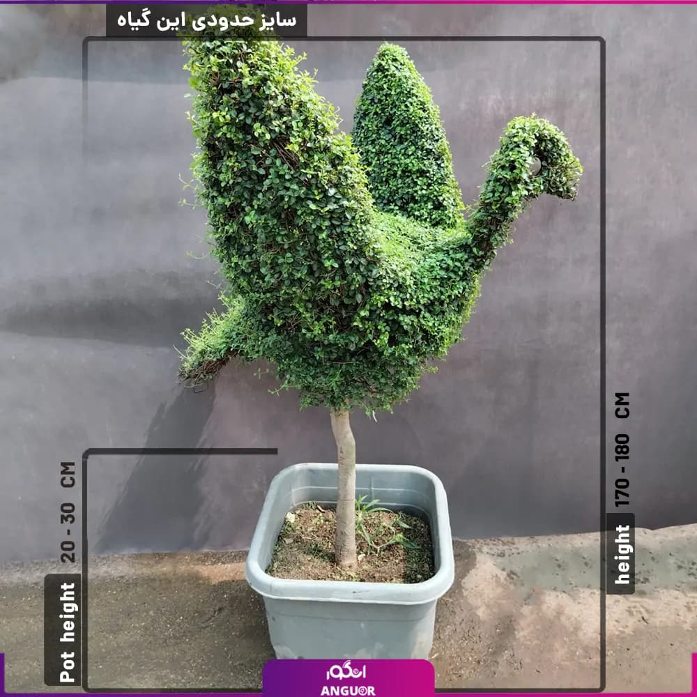 گلدان مورد قیچی خوری شده ( 180 – 170 سانتی متر) — تصویر ۳