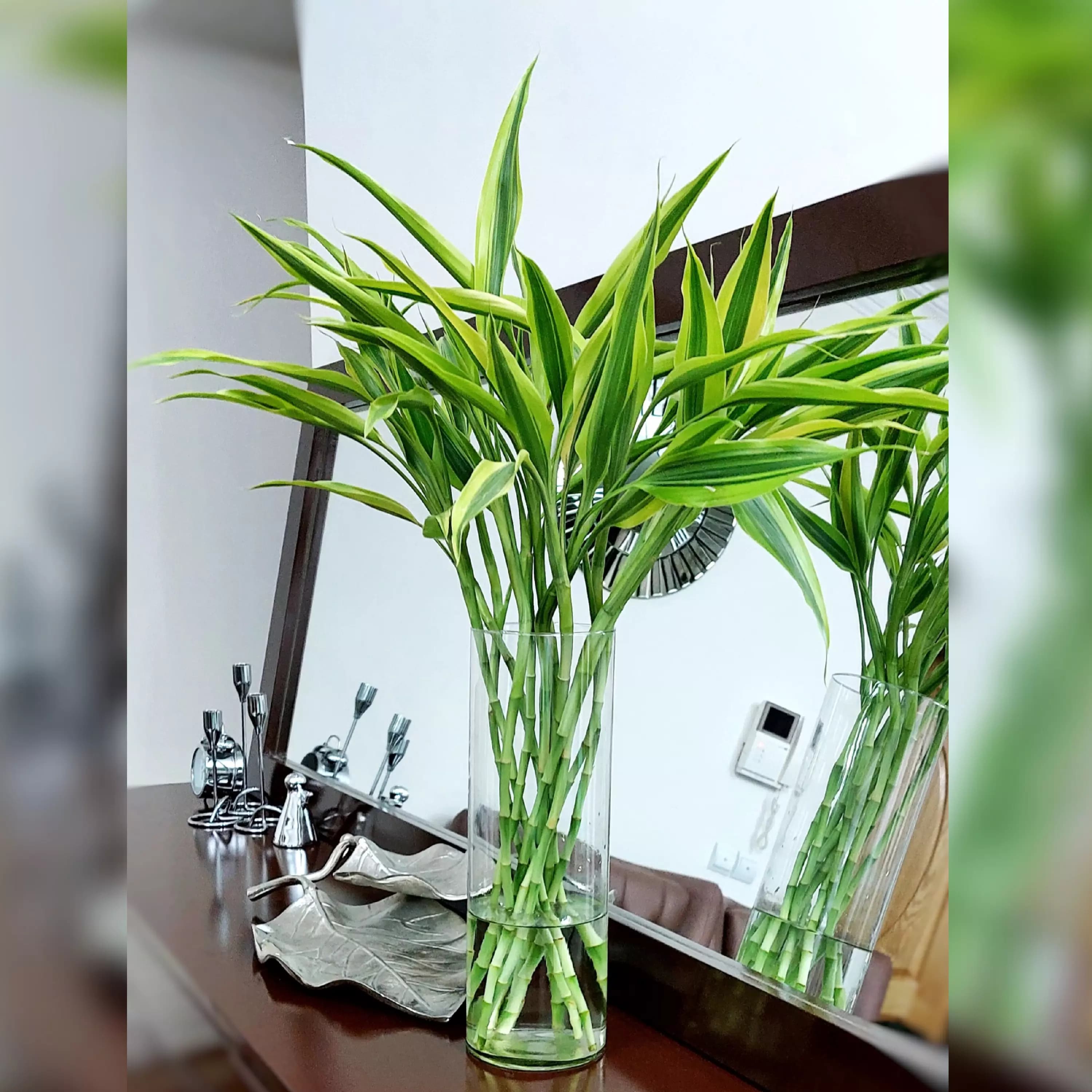 بامبو ابلق خاص و زیبا دسته 5 عددی — تصویر ۲
