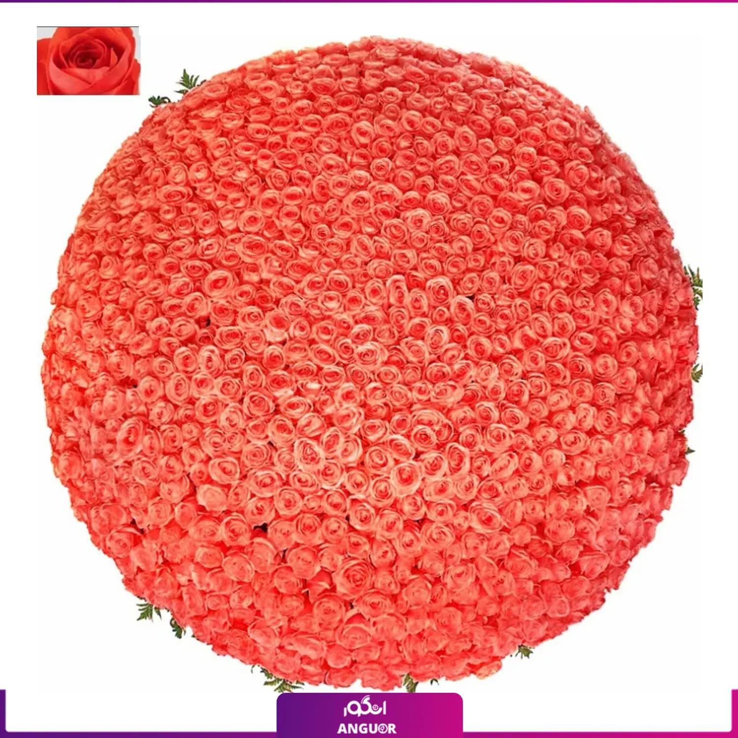 دسته گل خیلی بزرگ رز نارنجی – ۱۰۰۱ شاخه (ساقه ۴۰ سانتی) — تصویر ۲
