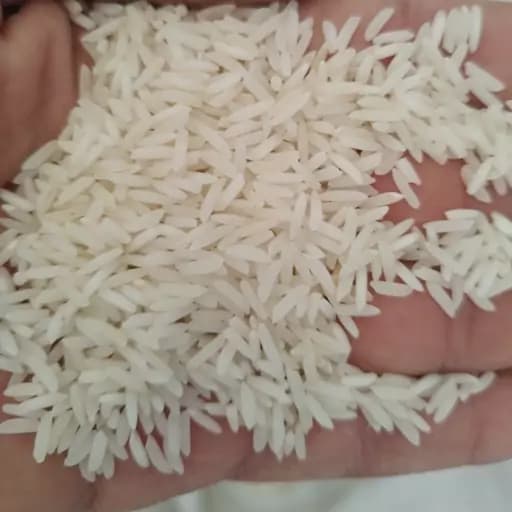 برنج طارم محلی فریدونکنار(طارم سنگی) مستقیم از تولید کننده 10 کیلویی دو بوجاره ارسال بصورت پسکرایه — تصویر ۲