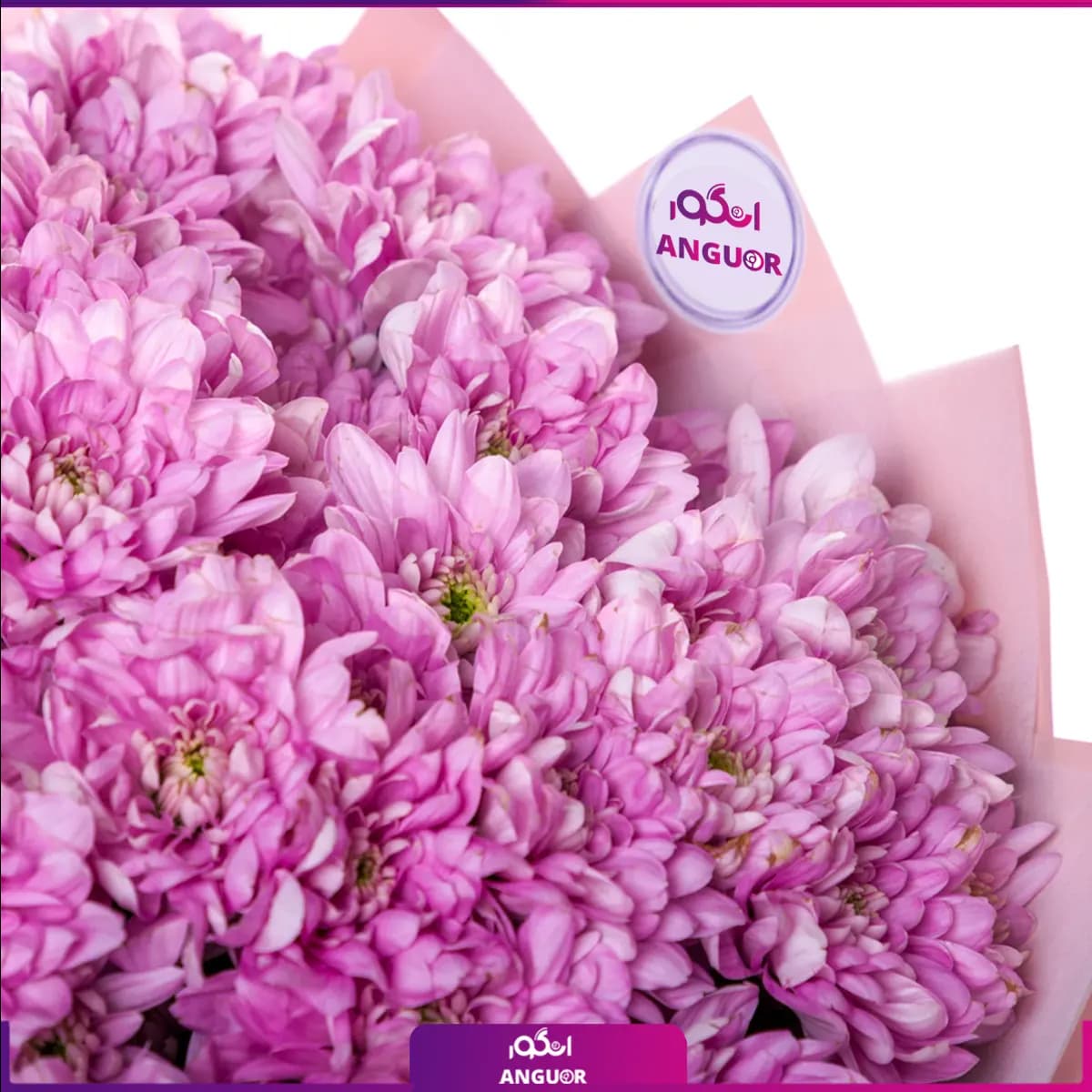 دسته گل داوودی تک رنگ — تصویر ۳
